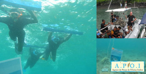Un nouveau sentier sous-marin à Mayotte - APOI | Biodiversité | Scoop.it