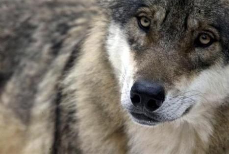 Attaques contre les brebis : onze loups pourront être tués en 2012/2013 | Pastoralisme Ours Loups Lynx | Scoop.it