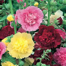 Charming Hollyhocks | Gardening Life | Scoop.it