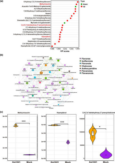 An isoflavone from Medicago truncatula, methylnissolin, induces expression of Sinorhizobium meliloti nodulation genes | Plant-Microbe Symbiosis | Scoop.it