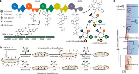 Drift, selection and recombination bias drive the evolution of a non-ribosomal peptide | Nee | RMH | Scoop.it