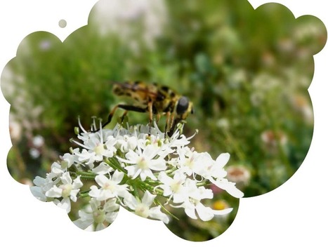 Inaugurons un nouveau jardin ! | Paysage - Agriculture | Scoop.it