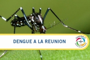 La R&eacute;union. La circulation de la dengue continue de s&rsquo;intensifier | EntomoNews | Scoop.it