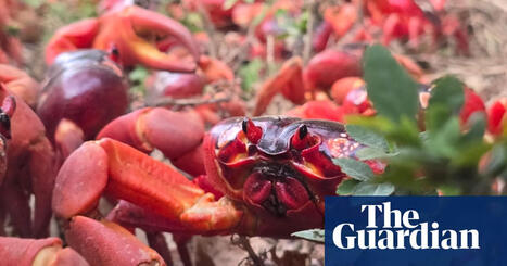 Millions of red crabs migrate across Christmas Island – video | Environment | The Guardian | Coastal Restoration | Scoop.it