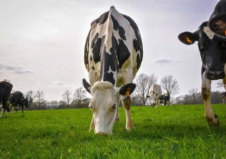 Le lait bio concurrencé par d'autres différenciations | Lait de Normandie... et d'ailleurs | Scoop.it