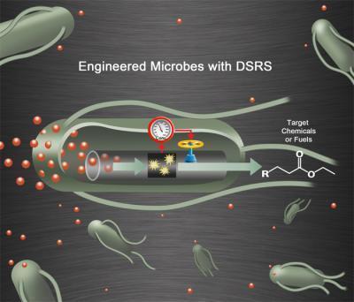 New synthetic biology technique boosts microbial production of diesel fuel | Science News | Scoop.it