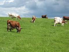 Edu.fi - Etusivu | 1Uutiset - Lukemisen t&auml;hden | Scoop.it