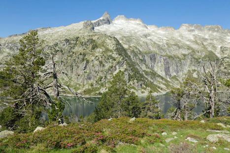 Le combat des forestiers pour sauver la forêt pyrénéenne -L'Info Durable | Biodiversité | Scoop.it