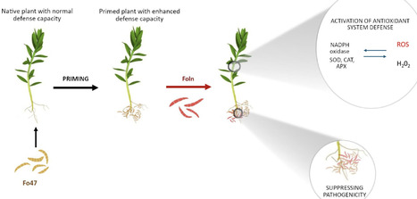 Systemic Activation of the Antioxidant System by Root Priming With Non-Pathogenic Fusarium oxysporum in Flax Infected With Pathogenic Fusarium oxysporum | emb | RMH | Scoop.it