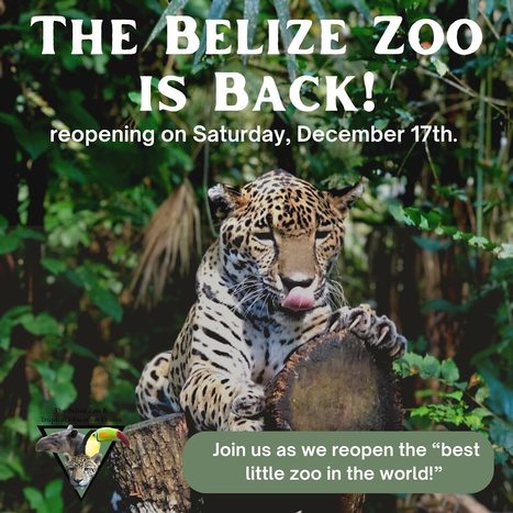 Belize Zoo Reopens Saturday | Cayo Scoop!  The Ecology of Cayo Culture | Scoop.it