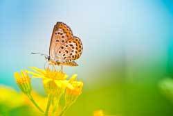 Humane Connection: Expanding Our Circle of Compassion: Giving Rights to Nature and Animals | Empathy and Animals | Scoop.it
