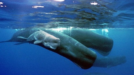 Canada failing its oceans, biodiversity panel finds - British Columbia | BIODIVERSITY IS LIFE  &ndash; | Scoop.it