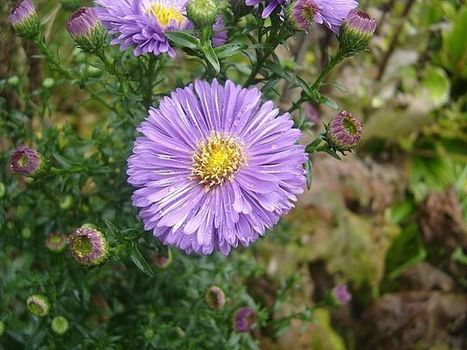 jardin sauvage de Stephane - les asters - Nord - France | Hobby, LifeStyle and much more... (multilingual: EN, FR, DE) | Scoop.it