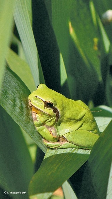 Collaboration constructive associations naturalistes scientifiques modélisation distribution amphibiens | Participation citoyenne | Scoop.it