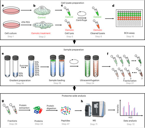 High-throughput identification of endogenous biomolecular condensates and phase-separating proteins | Npc | RMH | Scoop.it