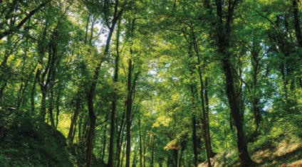 Prix de vente des bois sur pied en for&ecirc;t priv&eacute;e &ndash; indicateur 2026 | For&ecirc;t, Bois, Milieux naturels : sciences et techniques | Scoop.it
