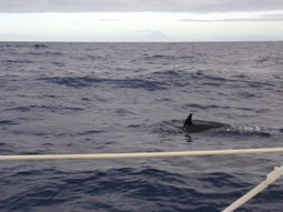 Azores to Ocean and back | Adventures of Scallywag II | Travel | Scoop.it