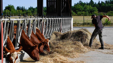 Agriculture&nbsp;: les &eacute;levages laitiers n&rsquo;auront plus &agrave; s&rsquo;enregistrer qu&rsquo;&agrave; partir de 201&nbsp;vaches, contre 151&nbsp;auparavant | Elevage et environnement | Scoop.it