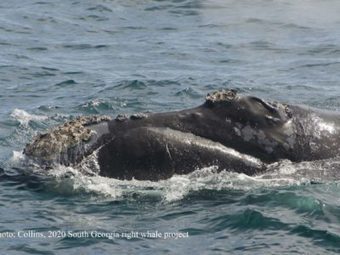 South Georgia whale expedition in full swing! - Blog post - British Antarctic Survey | Biodiversité | Scoop.it