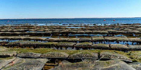 MAROC : Zones conchylicoles : l&rsquo;INRH lance le classement sanitaire | CIHEAM Press Review | Scoop.it