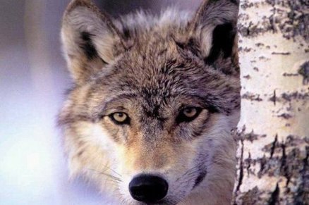 La Pr&eacute;fecture de l'Aude confirme la pr&eacute;sence d'un loup dans le Raz&egrave;s et prend des mesures | Pastoralisme Ours Loups Lynx | Scoop.it