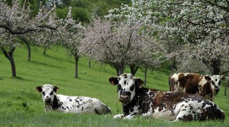 Export : Des vaches normandes vont s’envoler vers l’Iran | Lait de Normandie... et d'ailleurs | Scoop.it
