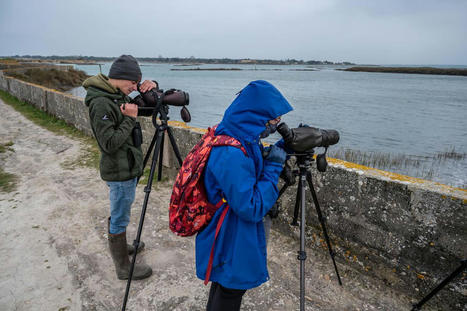 Île de Ré : balade avec les oiseaux de passage dans la réserve naturelle de Lilleau des Niges | Histoires Naturelles | Scoop.it