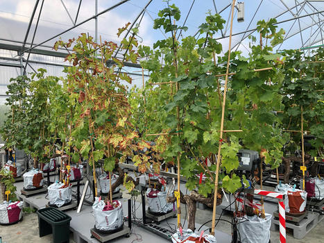 La sécheresse enraye une maladie de la vigne - INRAE INSTIT | Pour innover en agriculture | Scoop.it
