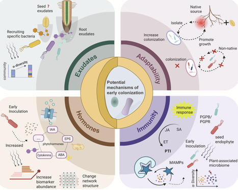 Early inoculation and bacterial community assembly in plants: A review | mrs | RMH | Scoop.it