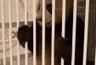 Ce qu'on ne dit pas sur le panda | Pastoralisme Ours Loups Lynx | Scoop.it