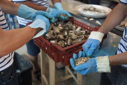 Les huîtres fortement affectées par l'acidification des océans | Toxique, soyons vigilant ! | Scoop.it