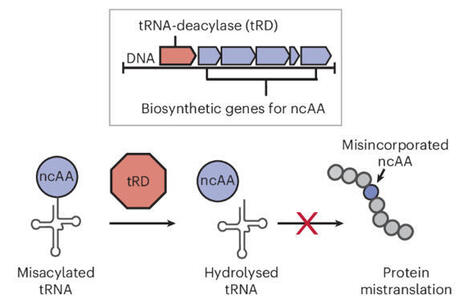 tRNA-deacylase-directed discovery of biosynthetic pathways | Nchem | RMH | Scoop.it