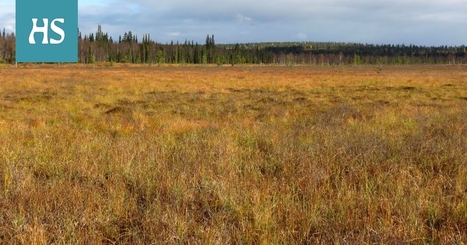 Kauan sitten Lapissa kasvoi saniaisia ja pähkinäpensaita – sitten Golfvirta hiipui ja metsät muuttuivat karuksi tundraksi, kertoo uusi suomalaistutkimus - Tiede | HS.fi | 1Uutiset - Lukemisen tähden | Scoop.it