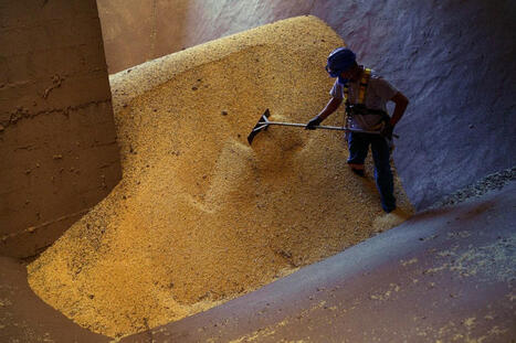 BRAZIL: US-China tensions heat up Brazilian agribusiness, but there are risks | AMÉRIQUES | Scoop.it