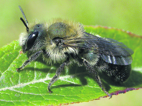 Québec. L’élevage commercial de l’Osmia tersula est à portée de main | Variétés entomologiques | Scoop.it