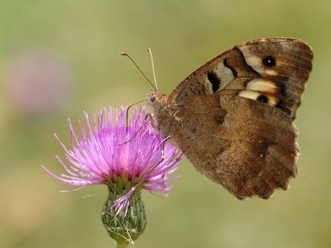 Pour les insectes, la diversité génétique peut être un fardeau | Agir pour la biodiversité ! | Scoop.it