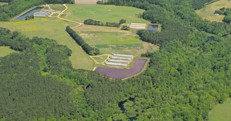 CAFO Country: Touring NC's hog and poultry operations from the air | Industry 411 - Waste Management | Scoop.it