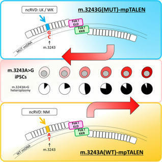 Optimization of mtDNA-targeted platinum TALENs for bi-directionally modifying heteroplasmy levels in patient-derived m.3243A>G-iPSCs - Mol Ther. Nucl. Acids | TAL effector science | Scoop.it