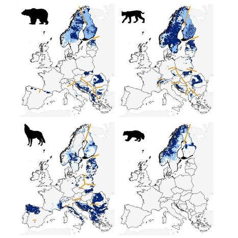 Les grands carnivores d'Europe reprennent du poil de la bête | Biodiversité | Scoop.it