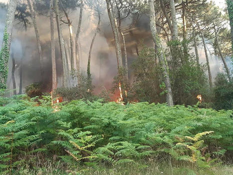 Après les incendies en Gironde, comment restaurer la biodiversité menacée ? | Biodiversité | Scoop.it