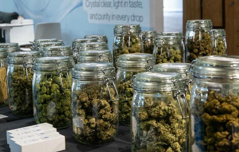 Le CBD toxique pour la reproduction humaine ? L’Anses alerte | Toxique, soyons vigilant ! | Scoop.it