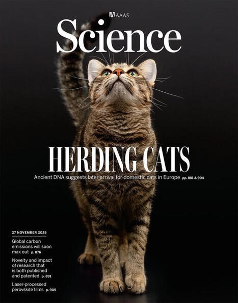 #internationalcatday | Science Magazine | Notebook or My Personal Learning Network | Scoop.it