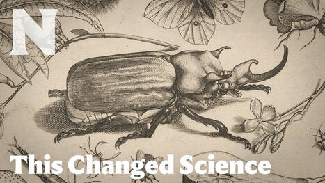 He Painted Bugs Like Jewels &mdash; And Changed Science | Insect Archive | Scoop.it
