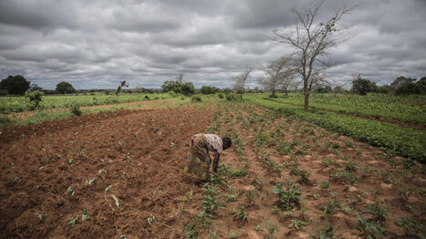 AFRICA: Can see El Ni&ntilde;o coming &ndash; will countries act in time? | Revue de presse - Club DEMETER | Scoop.it