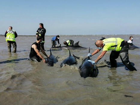 Une vaste opération de secours permet de sauver 17 dauphins sur les 18 échoués | Biodiversité - @ZEHUB on Twitter | Scoop.it