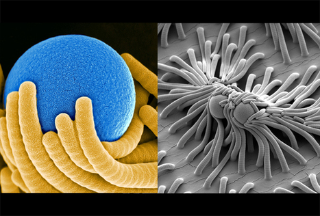 10 de las imágenes más sorprendentes que la ciencia nos ha regalado en el último mes | Universo y Física Cuántica | Scoop.it