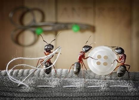 Top 25 des mises en scène de fourmis les plus improbables | Variétés entomologiques | Scoop.it