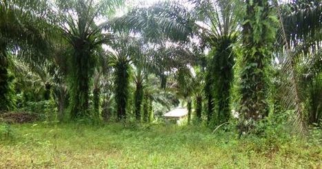 Tayap, le village écologique qui crée des emplois verts au Cameroun | Actualités Afrique | Scoop.it
