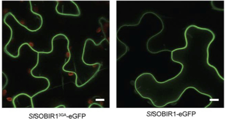 Mol Plant Path: SOBIR1 requires the GxxxG dimerization motif in its transmembrane domain to form constitutive complexes with receptor-like proteins (2015) | Publications from The Sainsbury Laboratory | Scoop.it