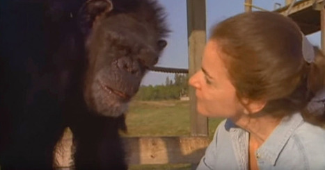 Darwin dating simpanssi Laskin